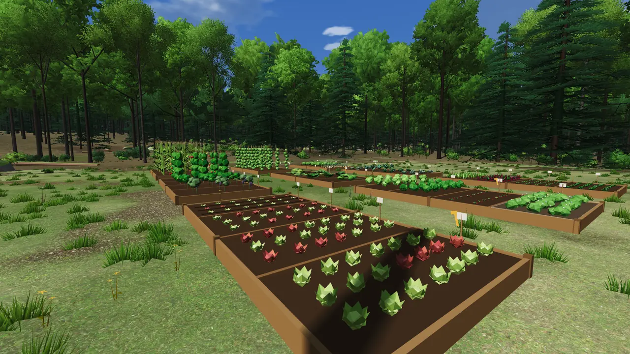 Nine raised garden beds on a summer afternoon, with lettuce, cabbages, tomatoes, sweet corn and pole beans
